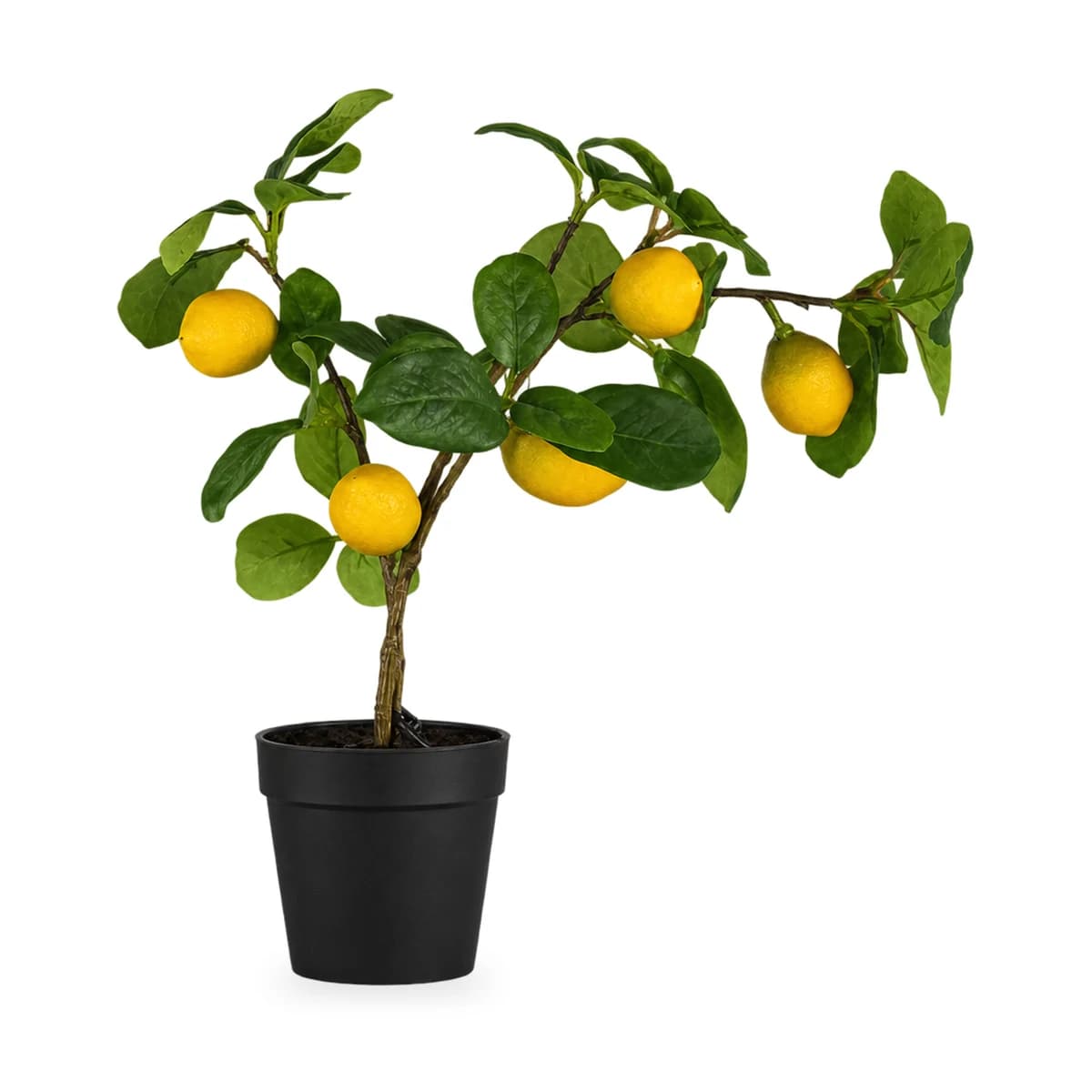 Citroenboompje in zwarte pot